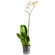 Белая орхидея Фаленопсис в горшке. Уест-Бей